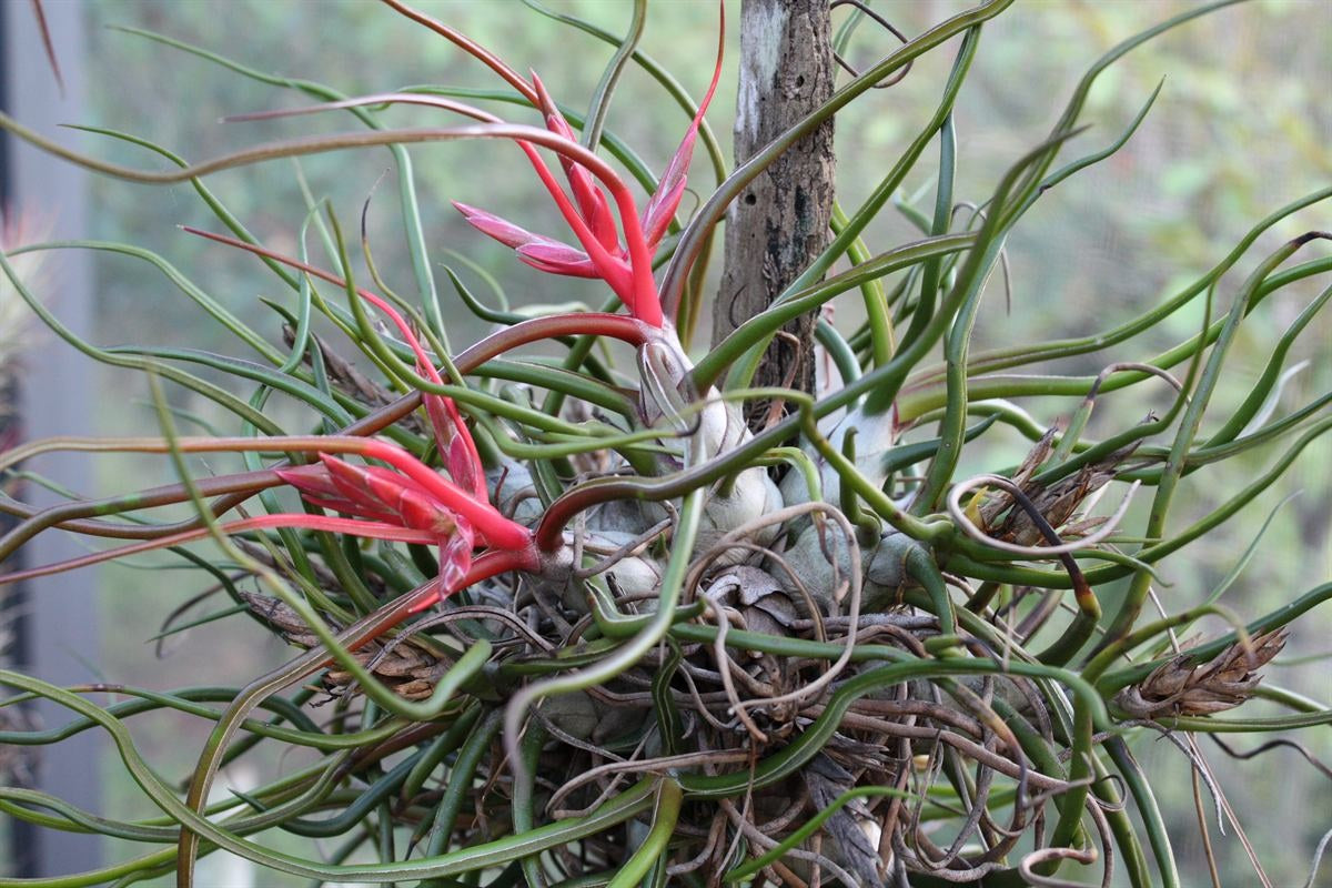 Tillandsia bulbosa - Bulbous Alien Air Plant