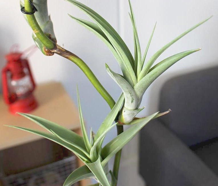 Tillandsia flexuosa - VIVIPARA - Twisted Air Plant