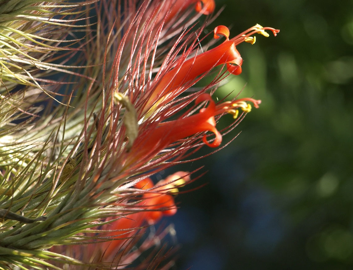 Tillandsia andreana - Floating Emerald Air Plant