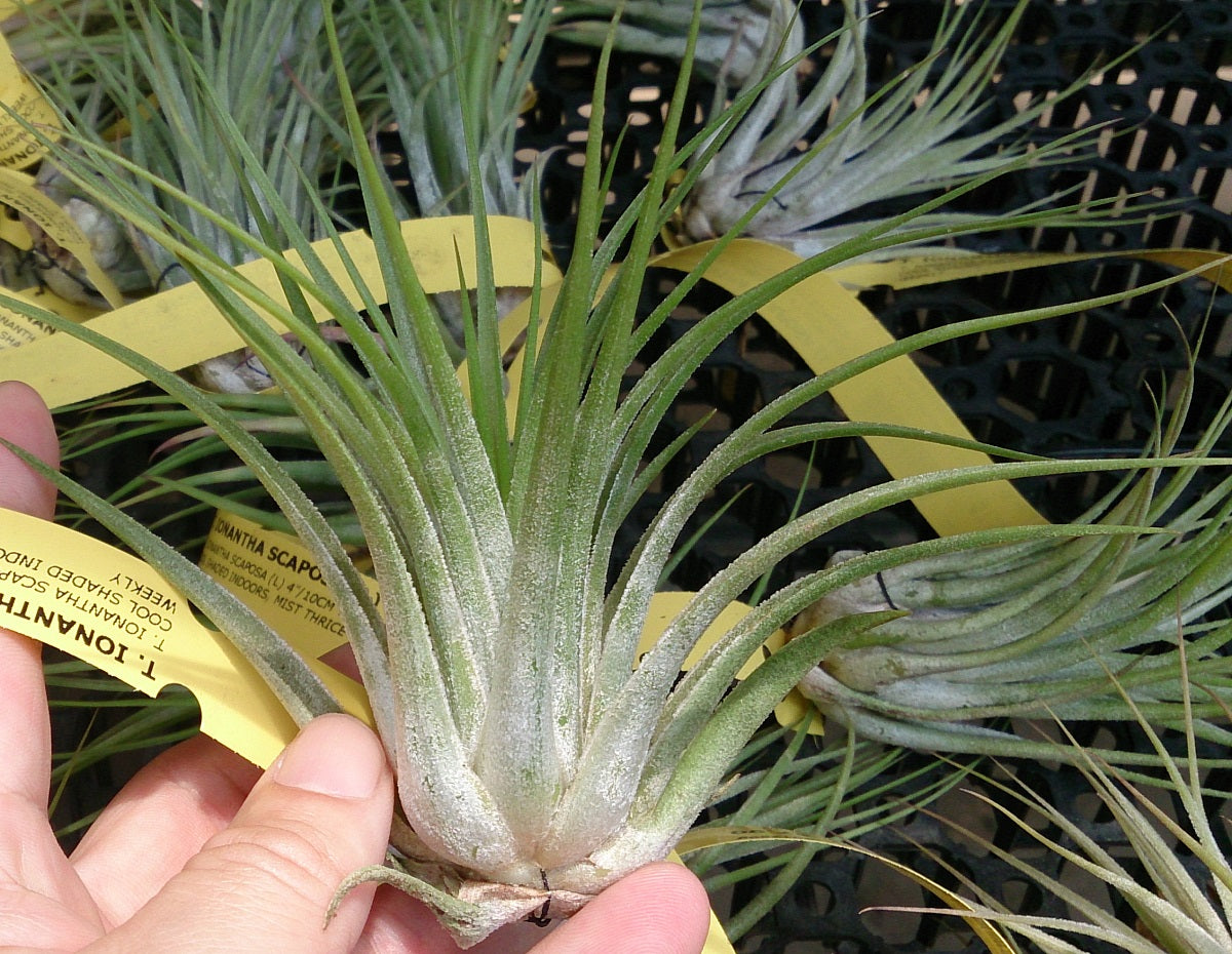 Tillandsia ionantha - SCAPOSA - Blushing Bride Air Plant