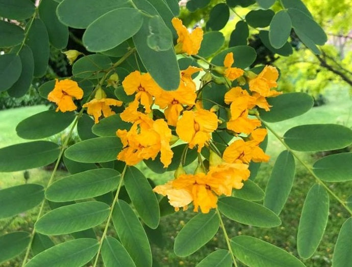 Tipuana tipu - Pride of Bolivia