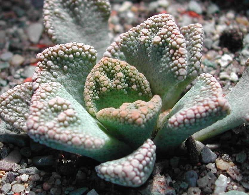 Titanopsis calcarea - Jewel Plant