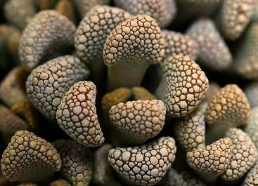 Titanopsis schwantesii - Rocky Jewel Plant