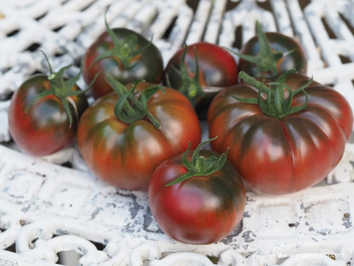Tomato - BLACK RUSSIAN - Solanum lycopersicum