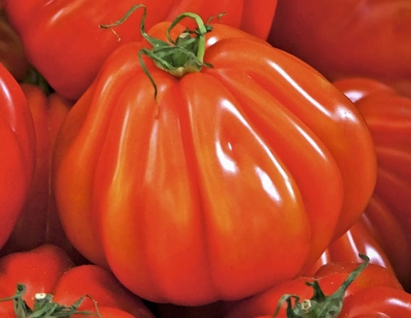 Tomato - PERIFORME ABRUZZESE - Solanum lycopersicum - Diggers