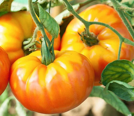 Tomato - PINEAPPLE - Solanum lycopersicum