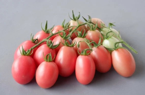 Tomato - PINK EGG - Solanum lycopersicum