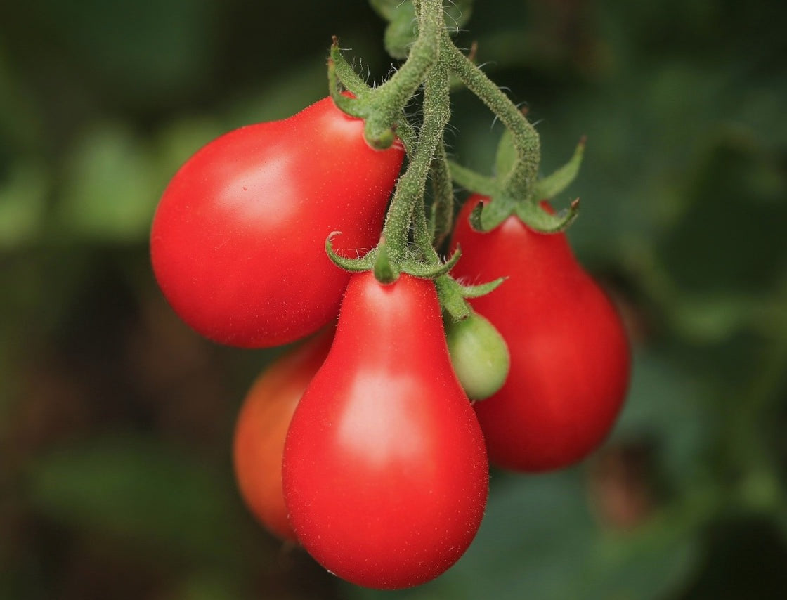 Tomato - RED FIG - Solanum lycopersicum - Diggers