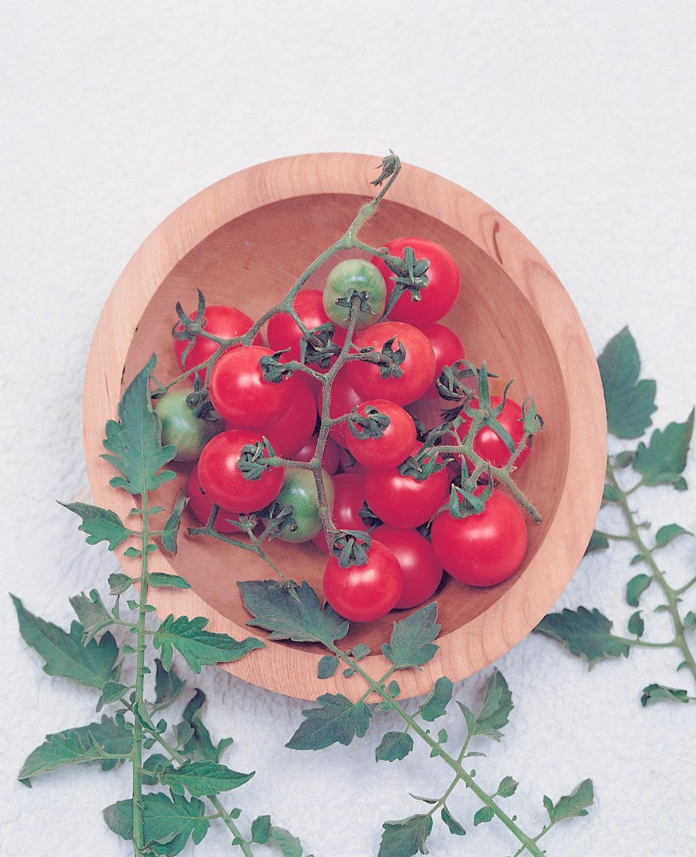 Tomato - TOMMY TOE - Solanum lycopersicum - Diggers