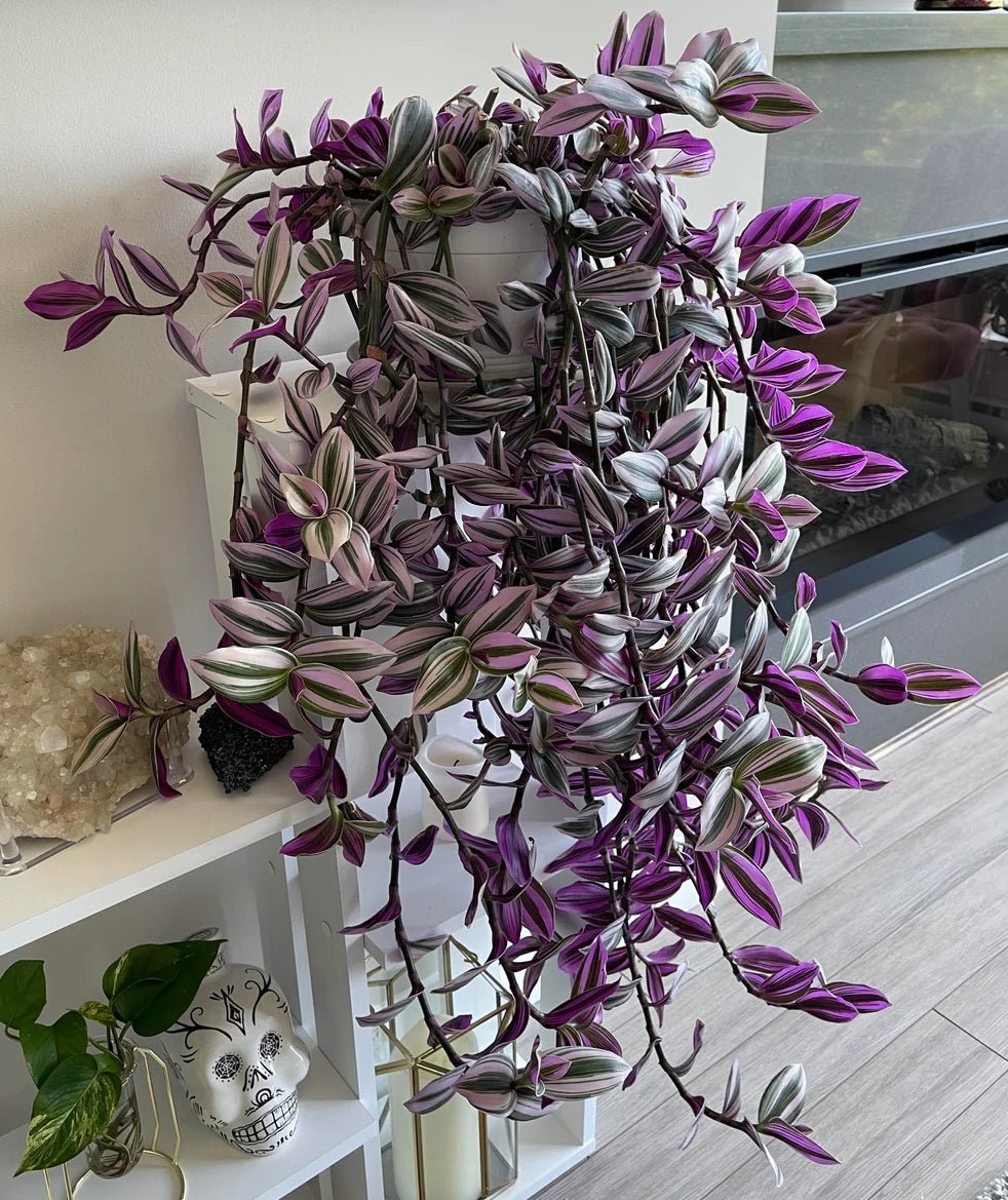 Tradescantia fluminensis - NANOUK - Variegated Small-Leaf Spiderwort 'Nanouk' PBR