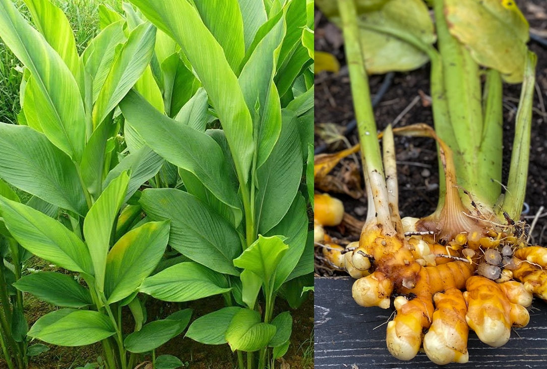 Turmeric - Curcuma longa