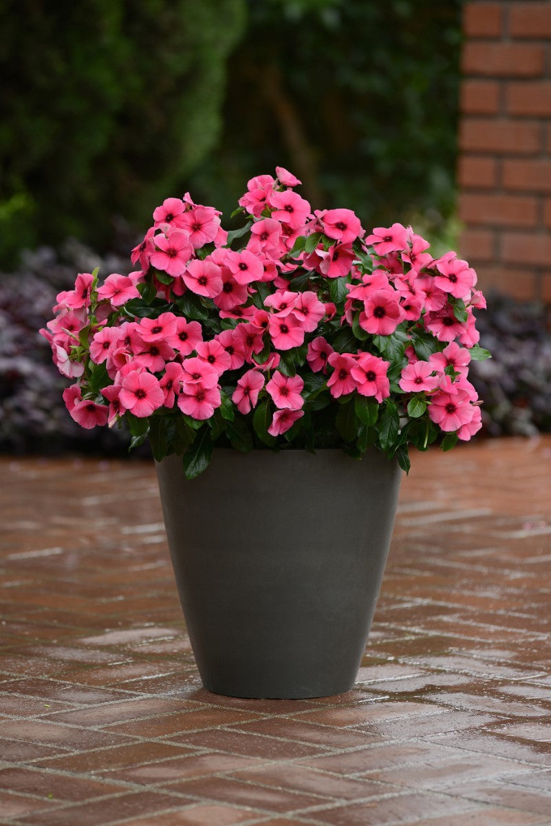 Vinca - TATTOO RASPBERRY - Catharanthus roseus Hanging Basket