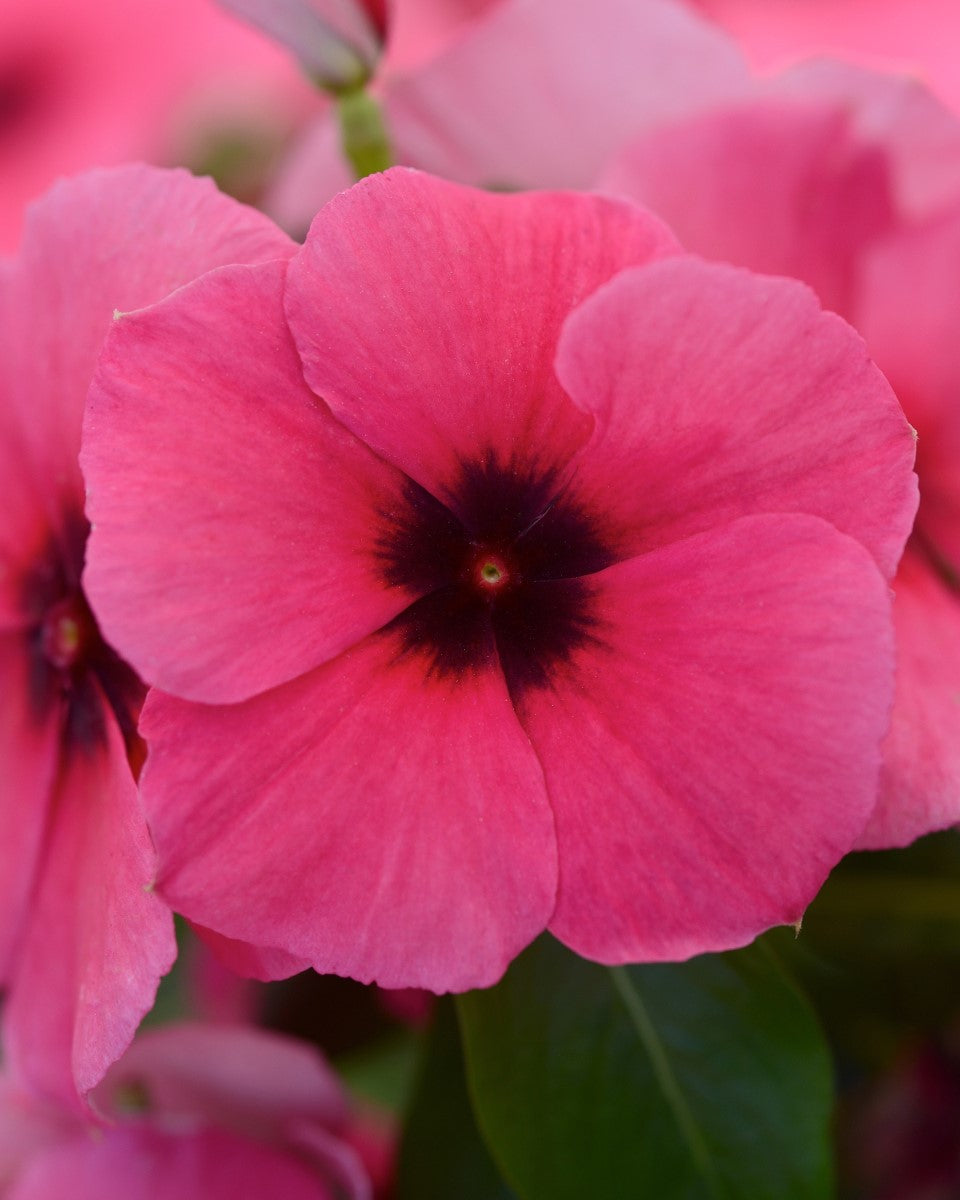 Vinca - TATTOO RASPBERRY - Catharanthus roseus Hanging Basket