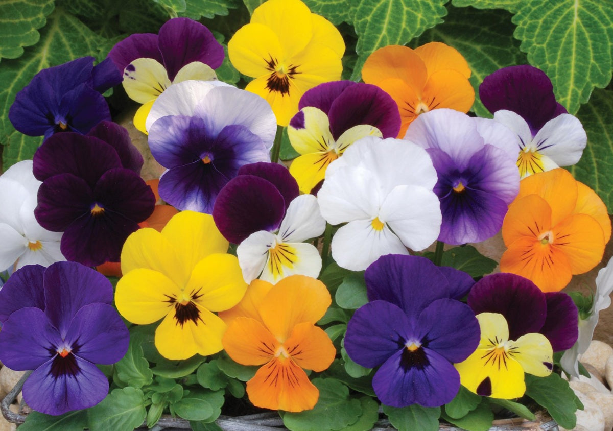 Viola cornuta - Sorbet® XP MIX