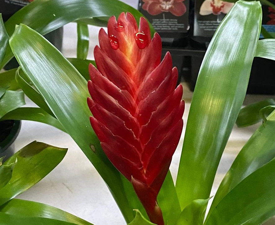 Vriesea - DARK RED