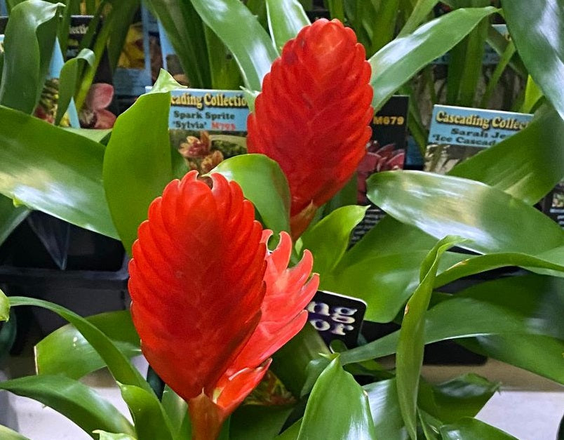 Vriesea - RED