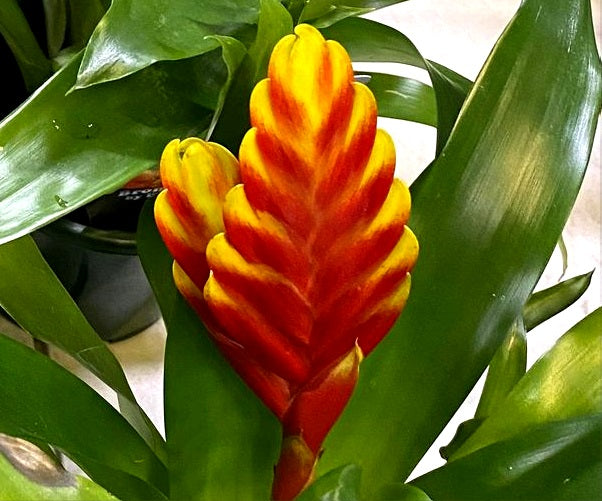 Vriesea - RED AND YELLOW