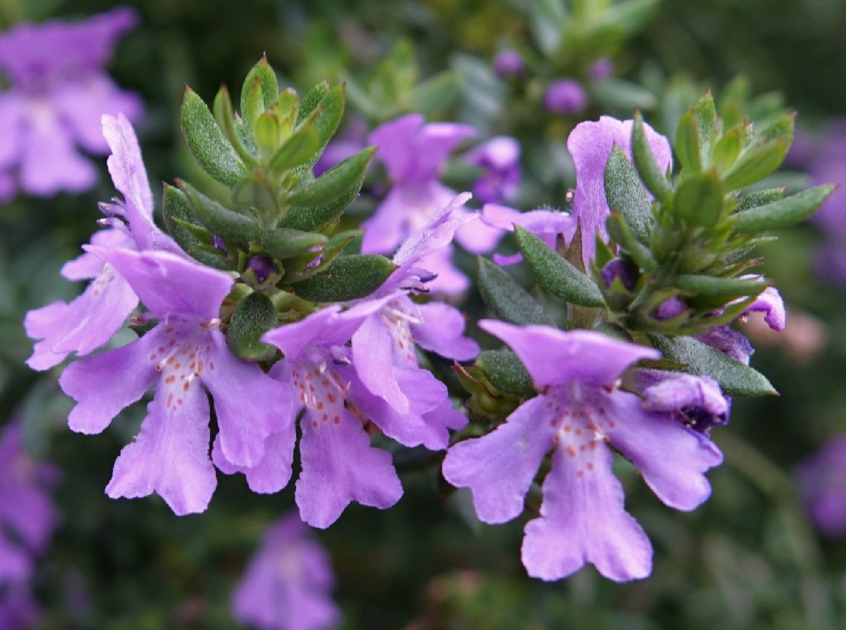 Westringia glabra - DEEP PURPLE - Coastal Rosemary 'WG001' PBR
