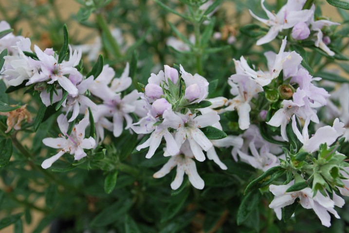 Westringia fruticosa - DOUBLE WONDER - Coastal Rosemary