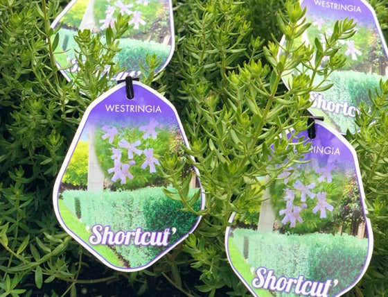 Westringia fruticosa - SHORTCUT - Coastal Rosemary