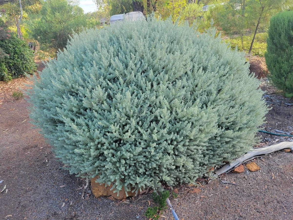 Westringia fruticosa - SMOKEY - Variegated Coastal Rosemary