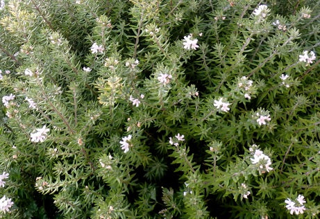 Westringia fruticosa - Coastal Rosemary