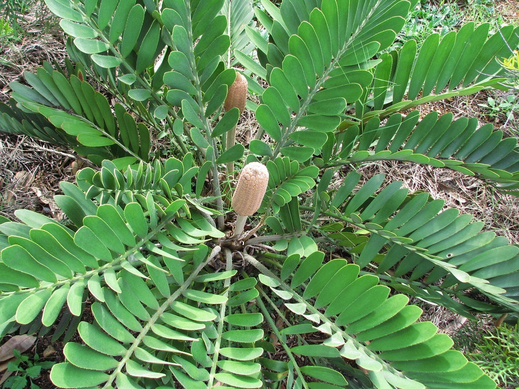ZAMIA FURFURACEA CARDBOARD PALM