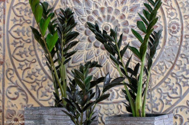 Zamioculcas zamiifolia - DARK ZAMICRO - Black ZZ Plant 'Dark Zamicro' PBR