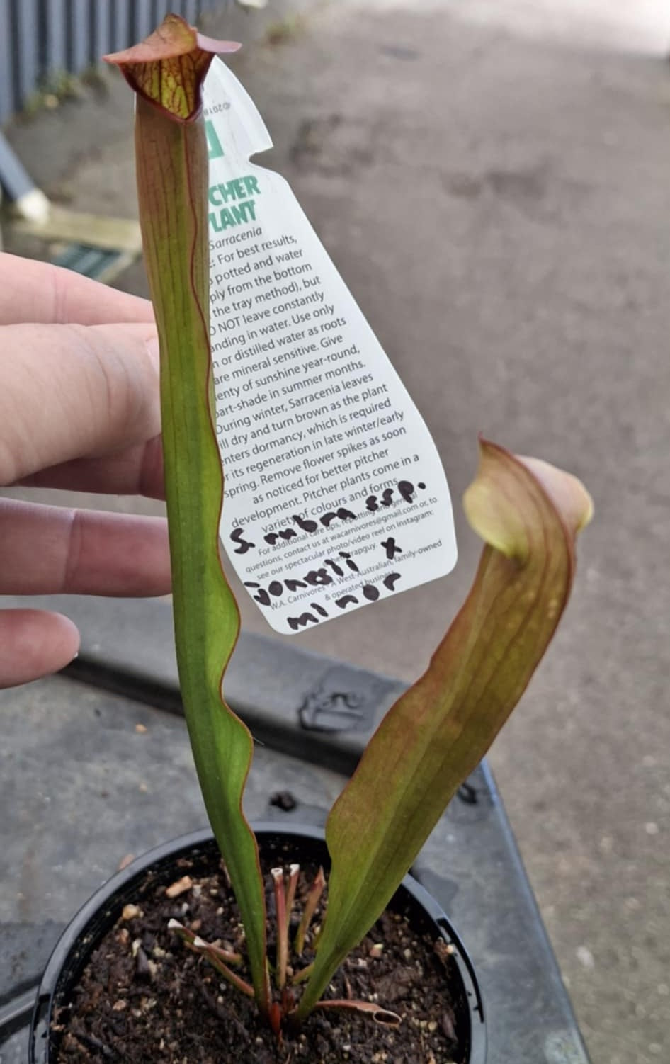 Sarracenia jonesii x minor