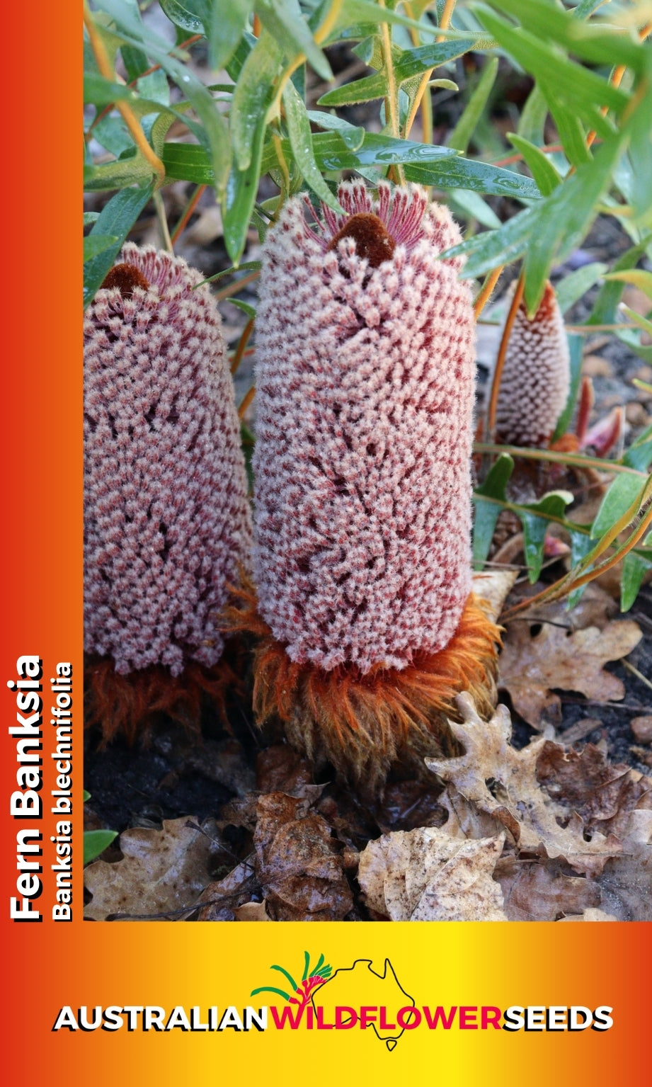 Seeds Banksia blechnifolia - Fern Banksia