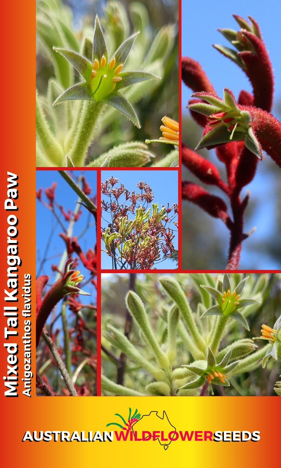 Seeds Anigozanthos flavidus - Mixed Colours Kangaroo Paw