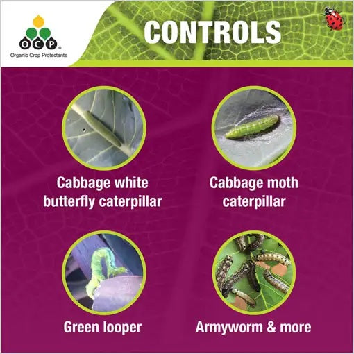 OCP eco-caterpillar killer DiPel® 4x10g Sachets