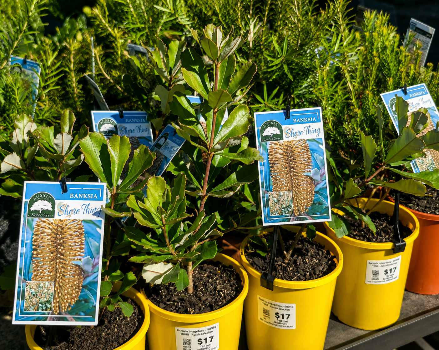 Banksia integrifolia - SHORE THING - Coast Banksia
