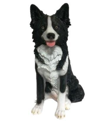 Border Collie Sitting