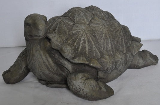 Small Turtle Head Up