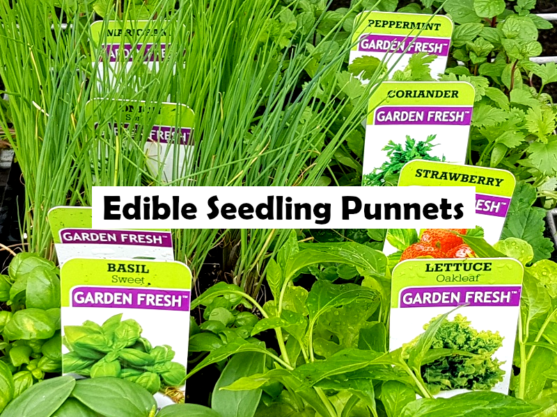 Rubus ursinus x idaeus - Boysenberry