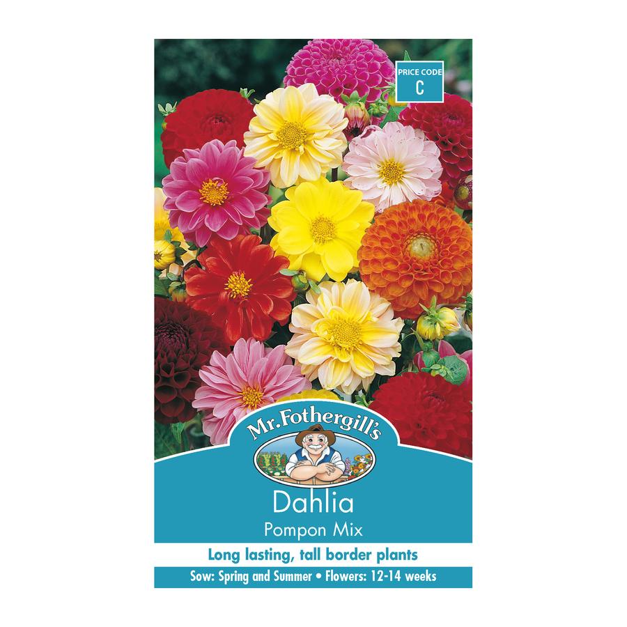 Seeds C Dahlia Pompon