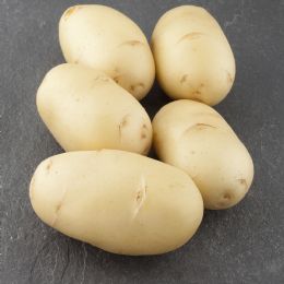 Seeding Potato Gioconda