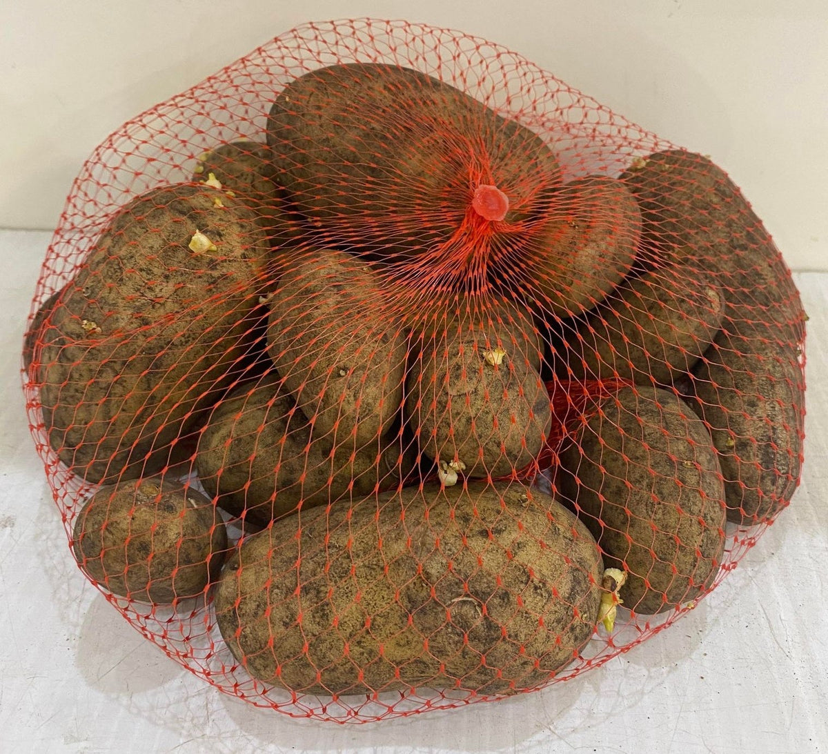 Seeding Potato Neptune