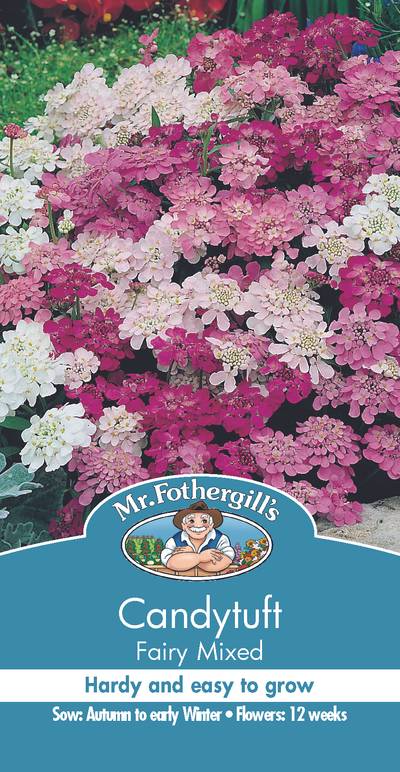 Seeds A Candytuft Fairy Mixed