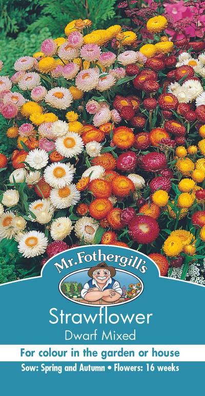 Seeds C Strawflower Dwarf Mixed