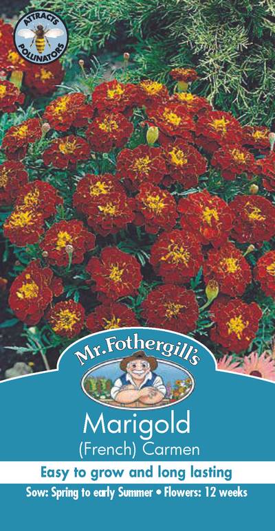 Seeds B Marigold Carmen