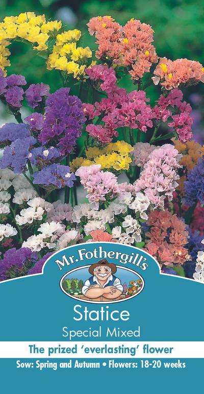 Seeds C Statice Special Mixed