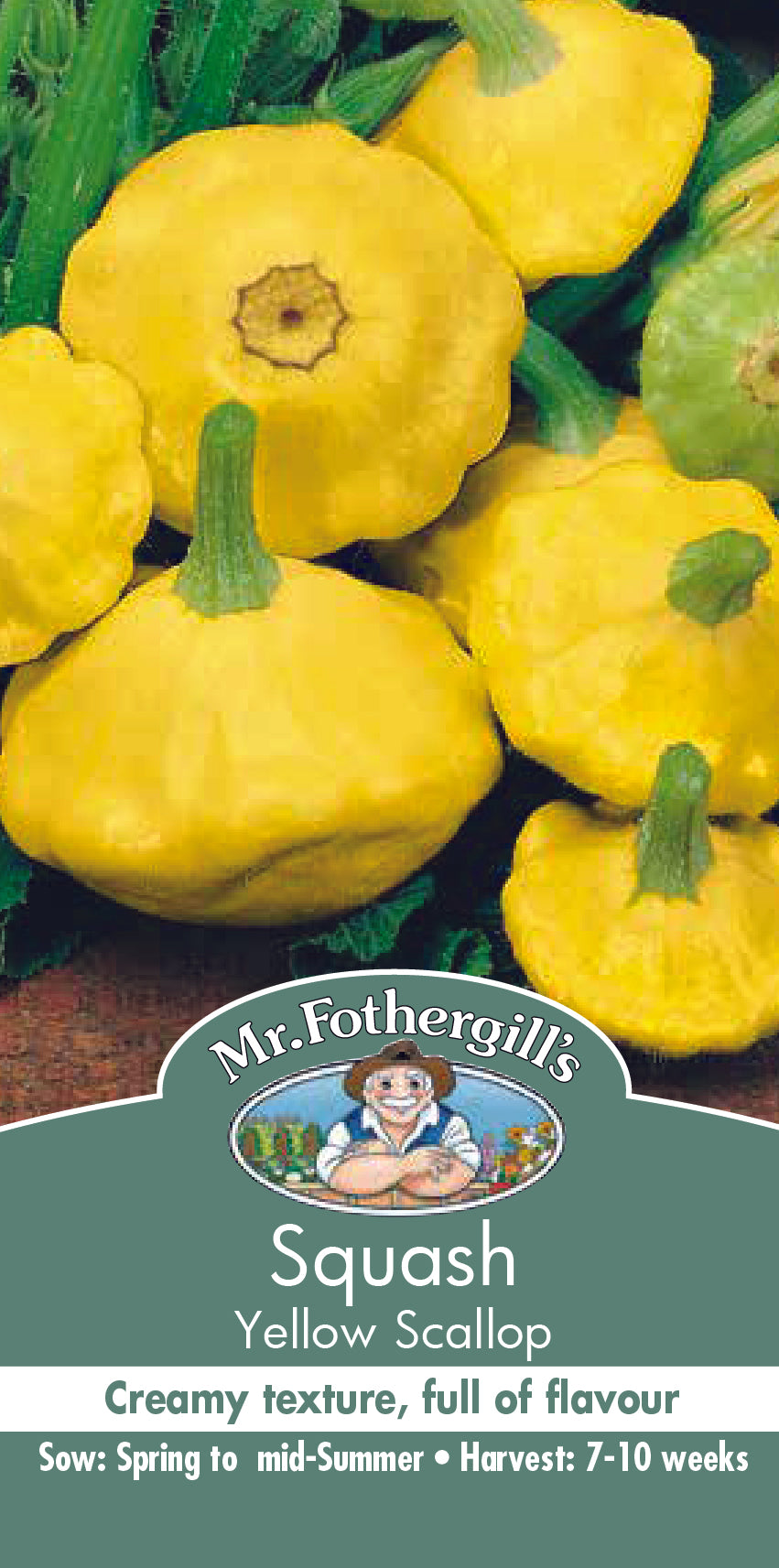 Seeds C Squash Yellow Scallop