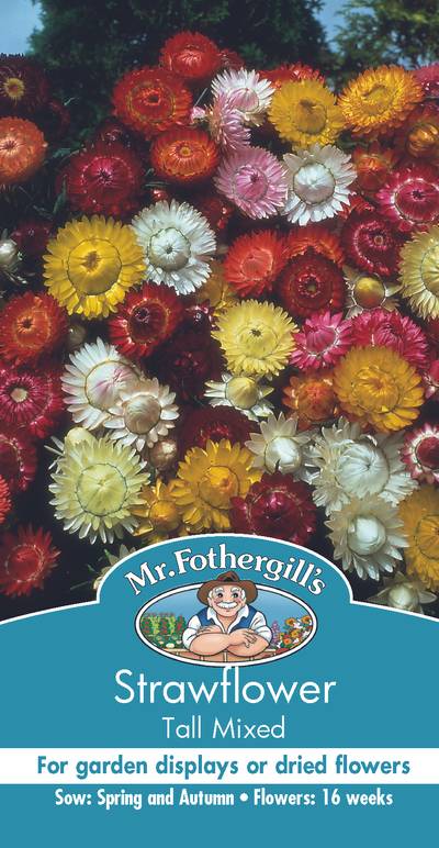 Seeds C Strawflower Tall Mixed