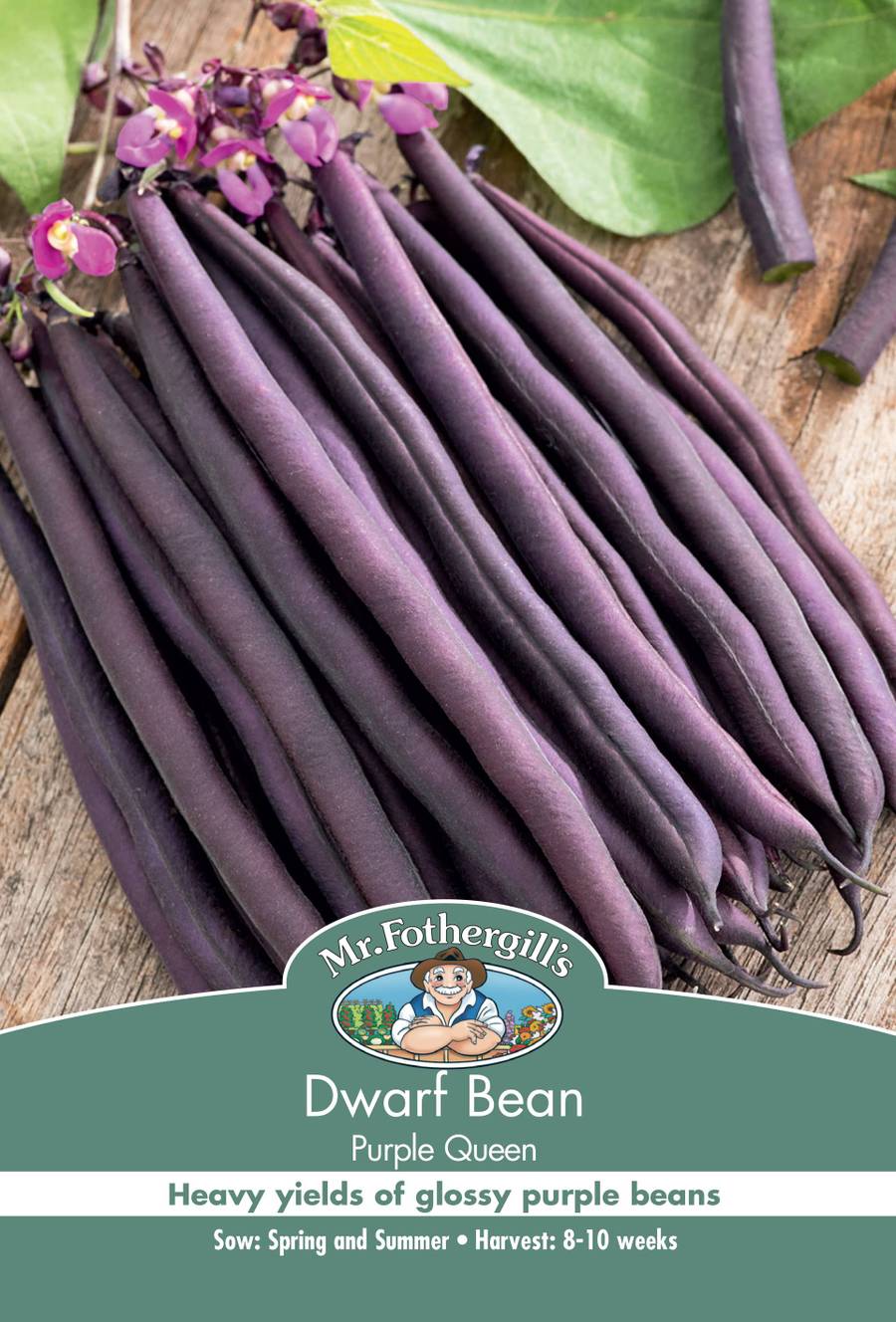 Seeds C Dwarf Bean Purple Queen