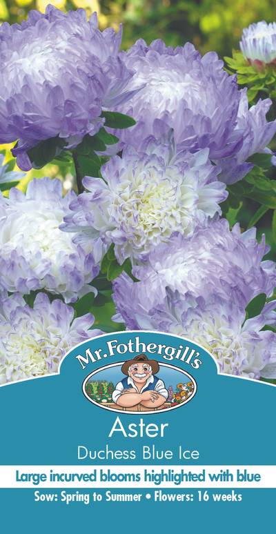 Seeds C Aster Dutchess Blue Ice