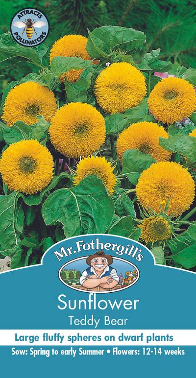 Seeds C Sunflower Teddy Bear