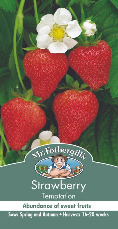 Seeds C Strawberry Temptation