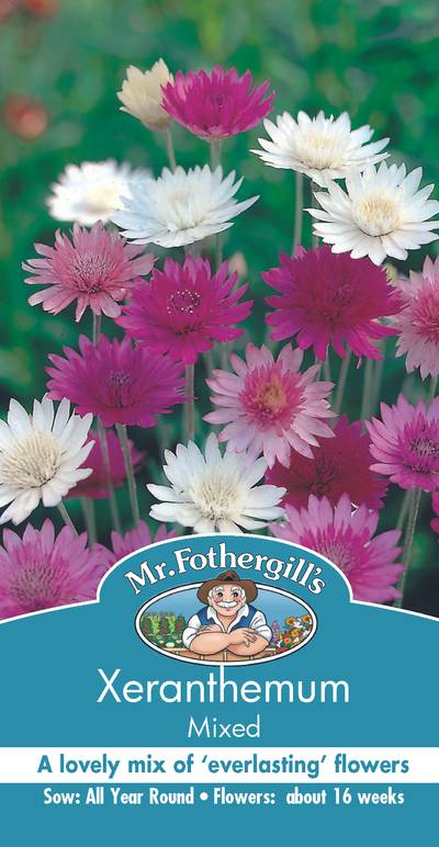 Seeds C Xeranthemum Aust.Strawflower